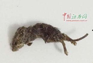 黑皮耗子(吃瓜群众),揭秘吃瓜群众的独特视角与趣味生活