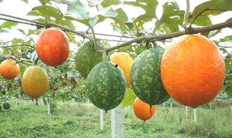 洋吊瓜怎么吃,解锁美味新体验