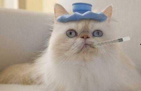 吊瓜猫咪可以吃吗怎么吃,如何安全喂食吊瓜给猫咪