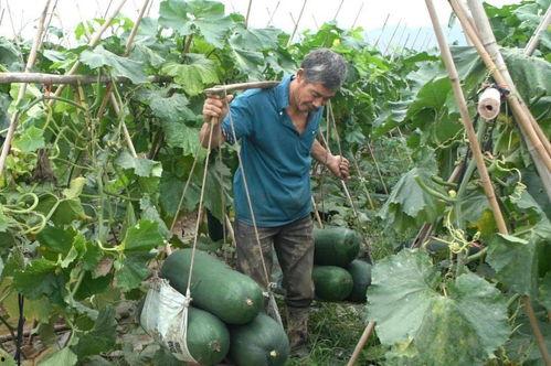 最新疫情吃瓜,追踪最新疫情热点，揭秘病毒传播之谜