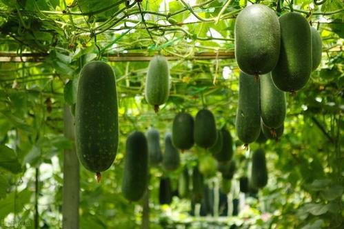 吃瓜的中年,笑看风云，品味人生百态