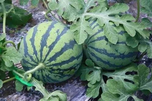 不熟的吃瓜,不熟吃瓜者的趣味解读